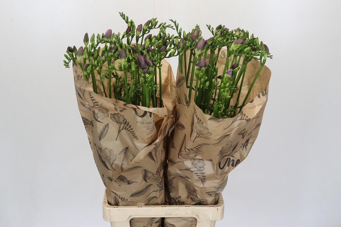 <h4>Freesia One Blue XXL</h4>