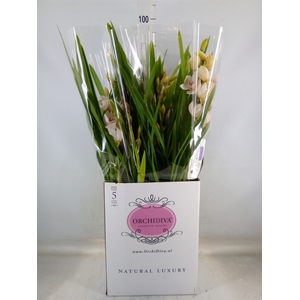 Cymbidium   ...