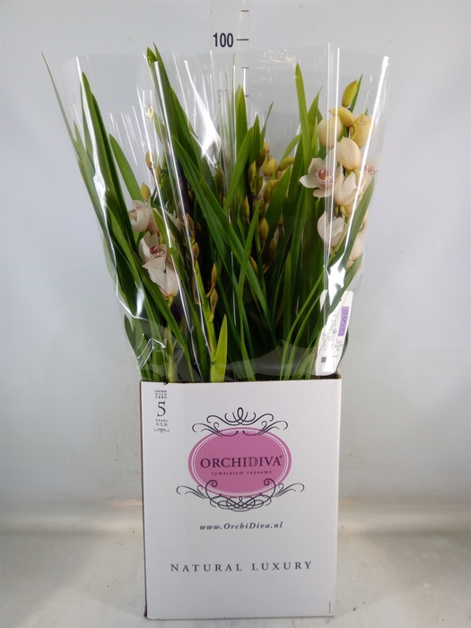 <h4>Cymbidium   ...</h4>