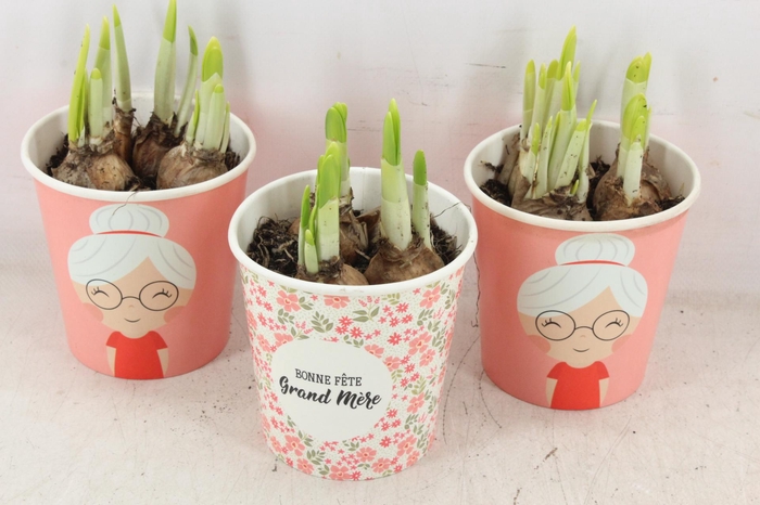 <h4>arr4 Narcis RN - Bonne fete Grand mere x12</h4>