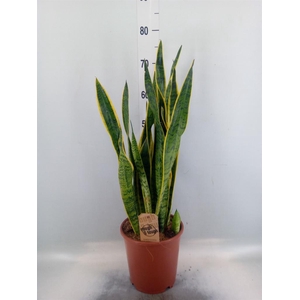 Sansevieria trifa. 'Laurentii'