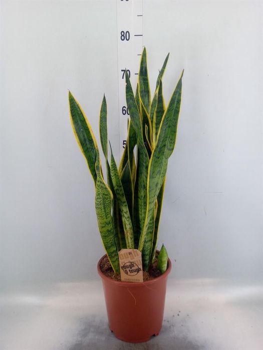 <h4>Sansevieria trifa. 'Laurentii'</h4>