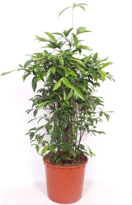 <h4>Dracaena Surculosa</h4>