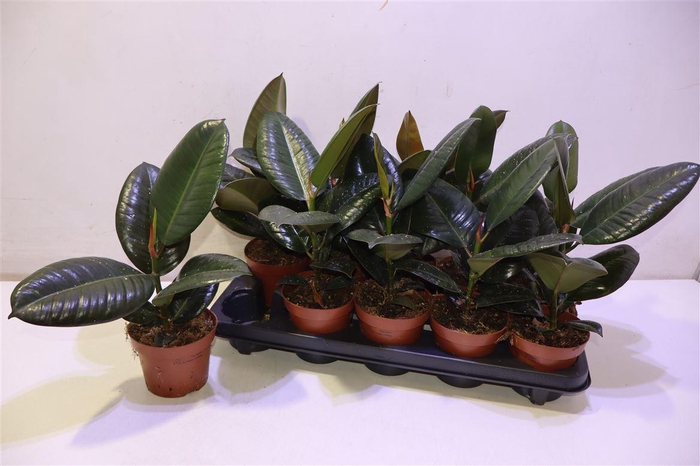 <h4>Fic El Robusta</h4>