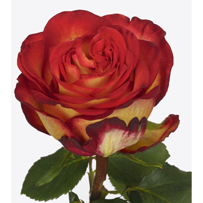 <h4>Rosa Bogoria+</h4>