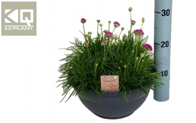 <h4>ARMERIA MARITIMA</h4>