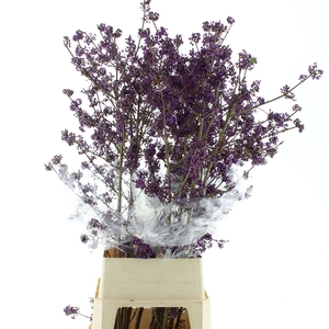 Callicarpa Extra
