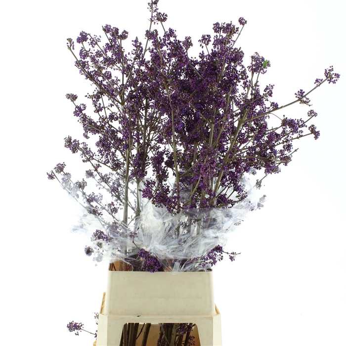 Callicarpa Extra