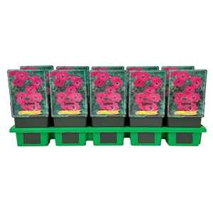 Geranium cinereum