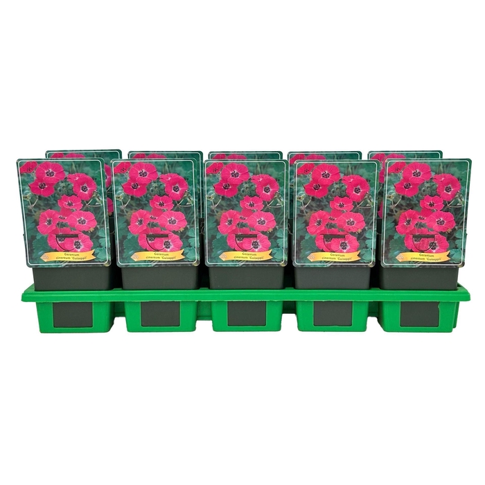 <h4>Geranium cinereum</h4>