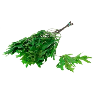 Scarlet Oak Leaf Preserved Green