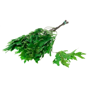Scarlet Oak Leaf Preserved Green