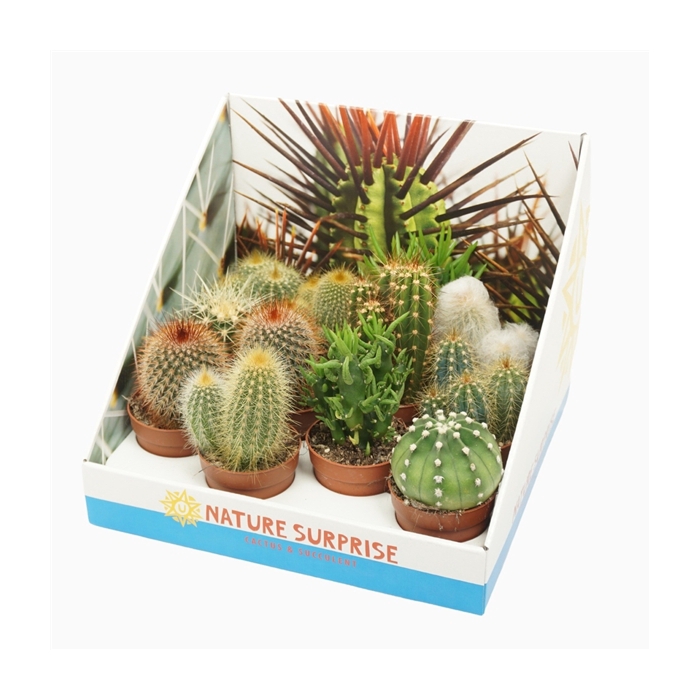 <h4>Cactus mix 7 cm in presentatiedoos</h4>