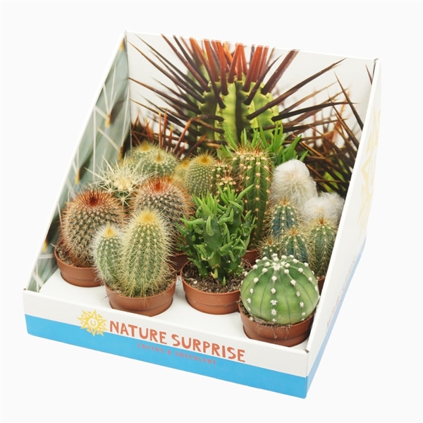 Cactus mix 7 cm in presentatiedoos