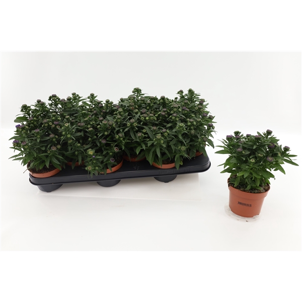 <h4>Aster Starletta Blue</h4>