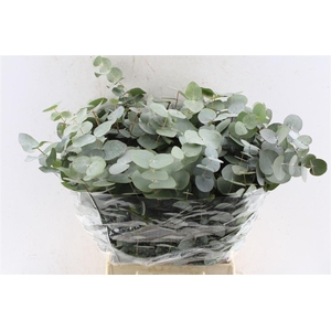 Euca Cinerea Short 150 Gram