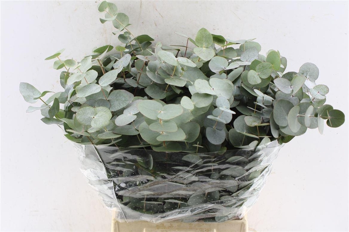 <h4>Euca Cinerea Short 150 Gram</h4>