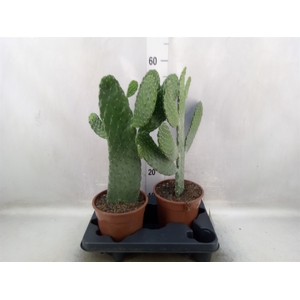 Opuntia