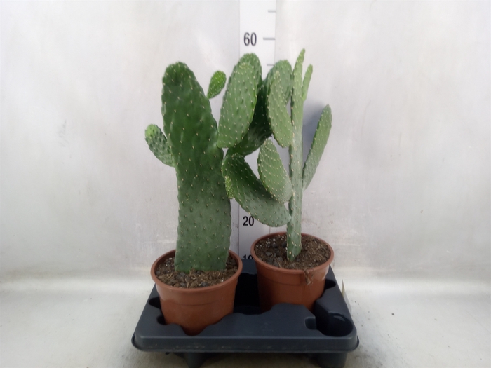 Opuntia