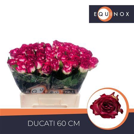 <h4>R Gr Ducati</h4>