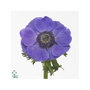 Anemone Mistral Blue