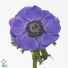 <h4>Anemone Mistral Blue</h4>