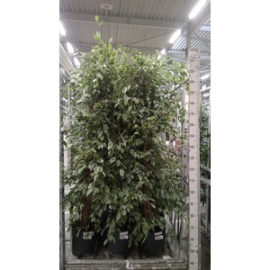 Ficus benja. 'Golden King'