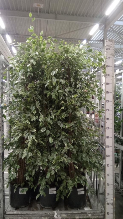 <h4>Ficus benja. 'Golden King'</h4>