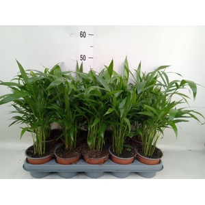 Chamaedorea cataractarum