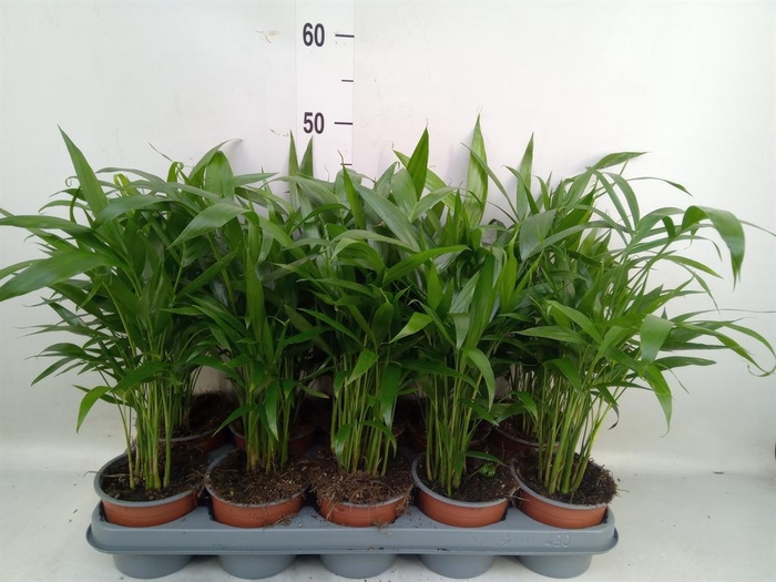 <h4>Chamaedorea cataractarum</h4>