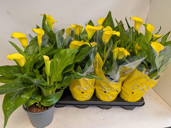 <h4>ZANT SUNCLUB</h4>