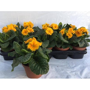 PRIMULA ELATIOR SIBEL GOLD