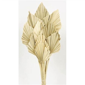Dried Palm Spear Naturel 10pcs Bunch