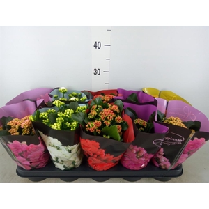 Kalanchoe blos.   ..rosebud rs fl 5