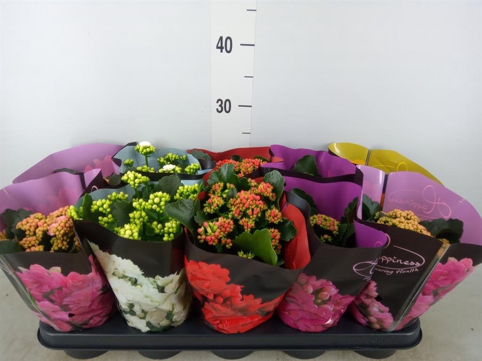 <h4>Kalanchoe blos.   ..rosebud rs fl 5</h4>