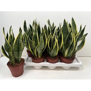 SANSEV FUTURA SUPERB