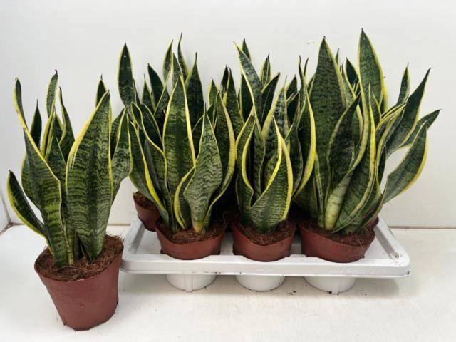 <h4>SANSEV FUTURA SUPERB</h4>