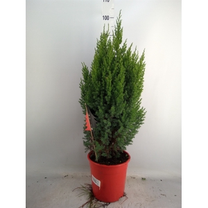 Juniperus chinensis 'Stricta'