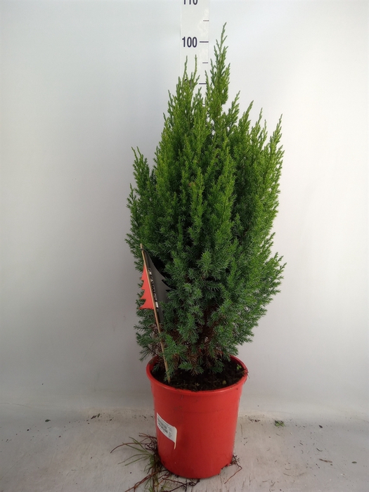 <h4>Juniperus chinensis 'Stricta'</h4>