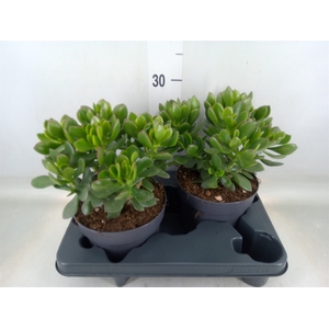 Crassula  'Minova Magic'