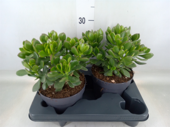 <h4>Crassula  'Minova Magic'</h4>