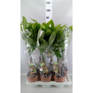 Pachira aquatica