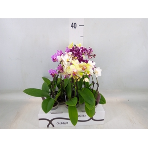 Phalaenopsis   ...mini