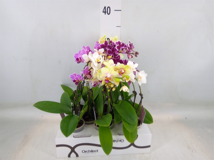 <h4>Phalaenopsis   ...mini</h4>