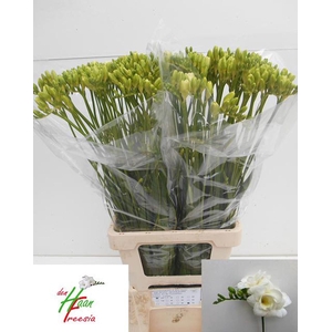 Freesia du Versailles