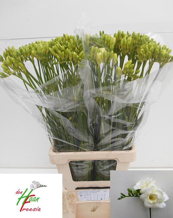 <h4>Freesia du Versailles</h4>