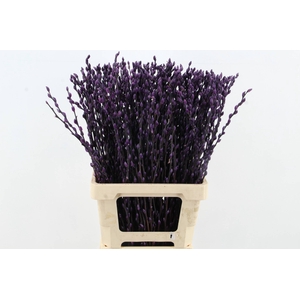 Salix Snowflake 70cm D.Lilac