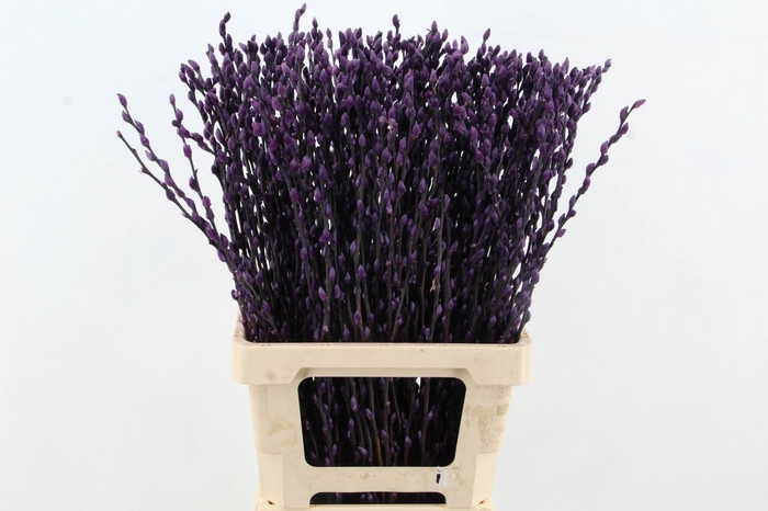 <h4>Salix Snowflake 70cm D.Lilac</h4>