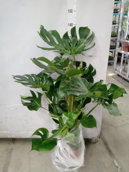 <h4>Monstera delic.</h4>