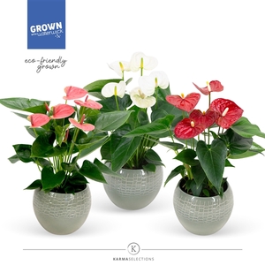 Mimesis Anthurium KARMA Grandiflora mix - Bolivia Green